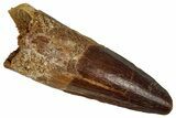 Fossil Spinosaurus Tooth - Real Dinosaur Tooth #360104-1